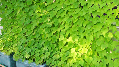 グリーンカーテンにおすすめの植物