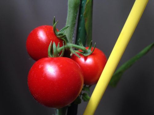 ベランダ菜園 プチトマト