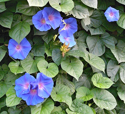 夏を涼しく過ごそう グリーンカーテンにおすすめな植物8種をご紹介
